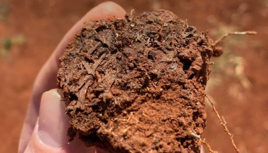 Mais da metade do carbono orgânico armazenado no solo brasileiro está na Amazônia