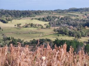 Segundo a última análise, a Argentina perdeu 10,5 milhões de hectares de florestas nativas nos últimos 40 anos